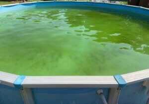 Dirty green pool water with debris. Stagnant pool water with alg